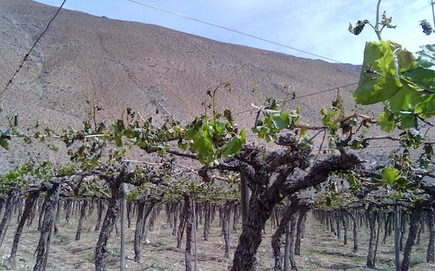 Decretan Zona de Emergencia Agrícola para toda la Región de Coquimbo