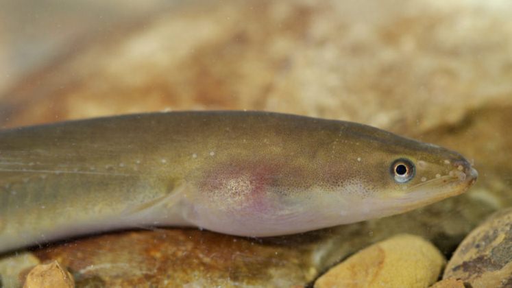 Las anguilas en Europa se están enfermando por las aguas contaminadas con cocaína