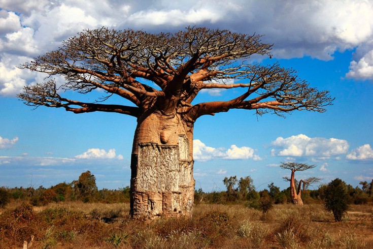 La muerte repentina de los más grandes y antiguos baobabs podría deberse al cambio climático