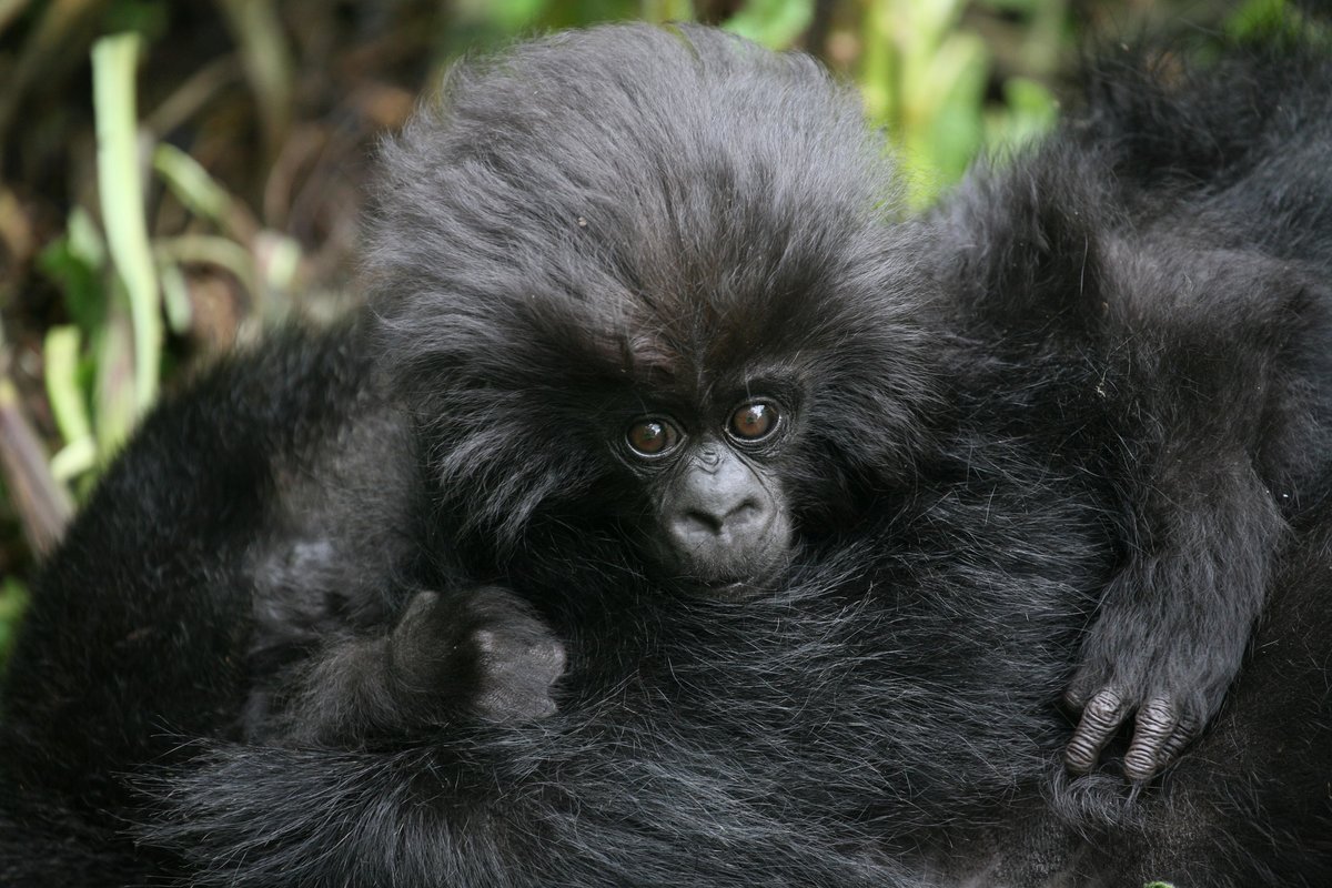 Crece la población de gorilas de montañas, una especie en peligro de extinción