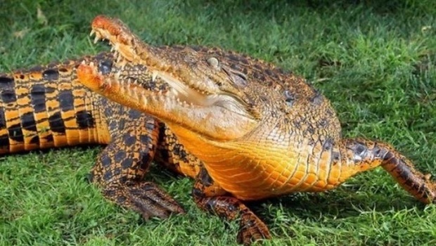 Descubren cocodrilos naranjas únicos en su tipo en África central