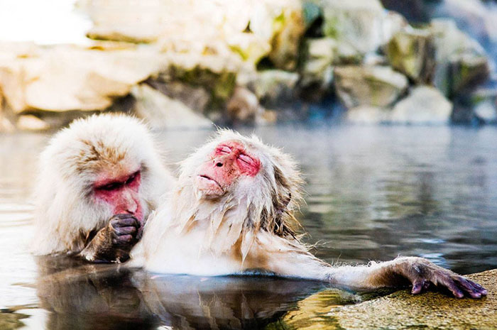 Concurso de fotografía muestra el lado más divertido del reino animal