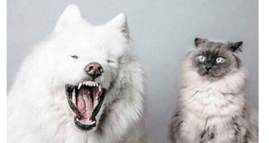 25 gatos divertidos de Snapchat que seguro te sacarán una gran sonrisa
