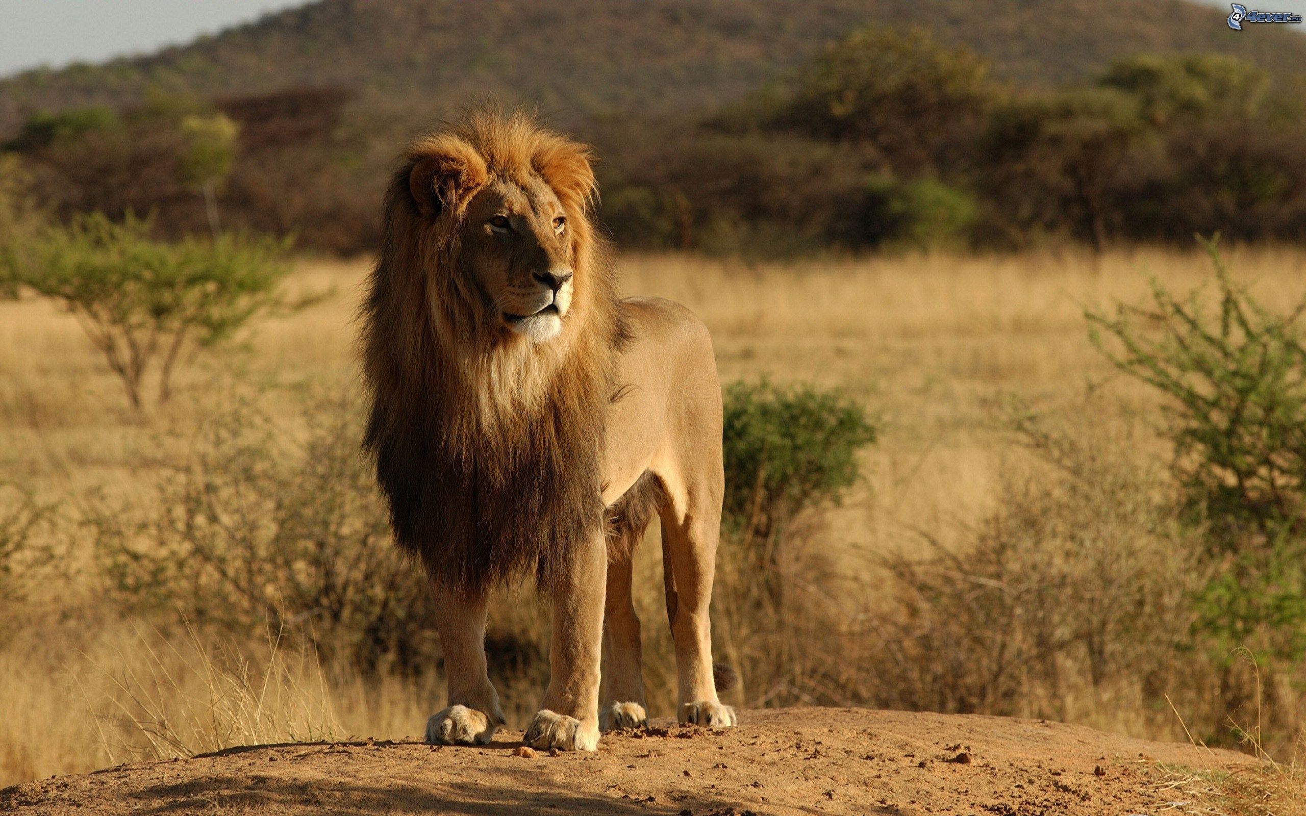 ¡Impactante! Turista pasa el susto de su vida después de acariciar un león