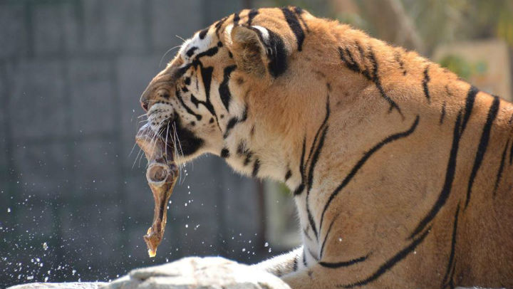 Dos leones, dos tigres y un jaguar se escaparon de un zoológico de Alemania