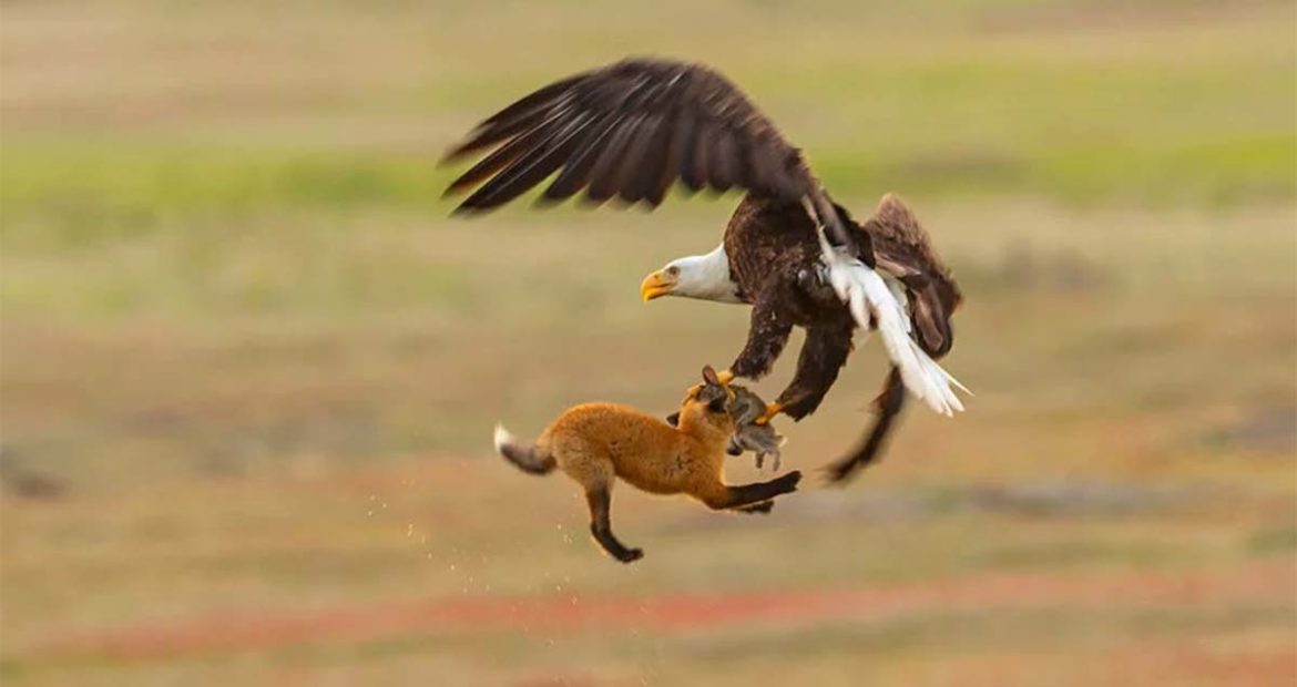 ¡Sorprendente! Águila libra batalla contra un zorro (+Fotos)