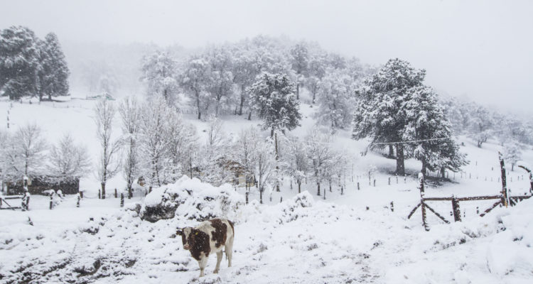 La Araucanía: 1.559 personas se mantienen aisladas en Lonquimay tras intensas nevazones