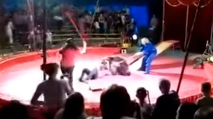 Fuertes imágenes: Un oso ataca a un domador en un circo en Rusia