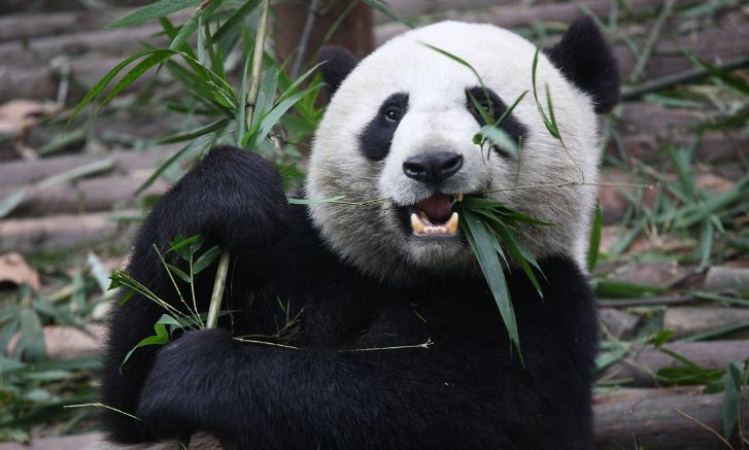 China: Fósil de panda gigante muestra que hace 22.000 años había múltiples variedades