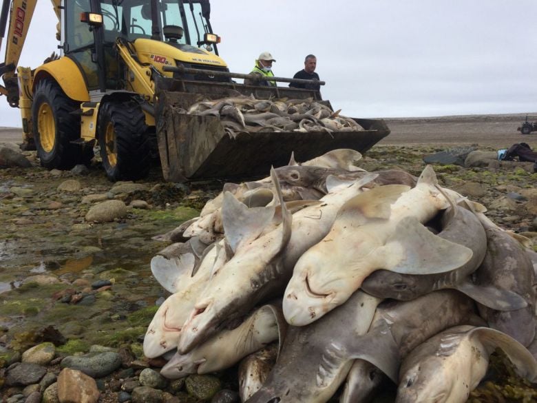 Hallan 450 tiburones muertos en una red de pesca abandonada (+VIDEO)
