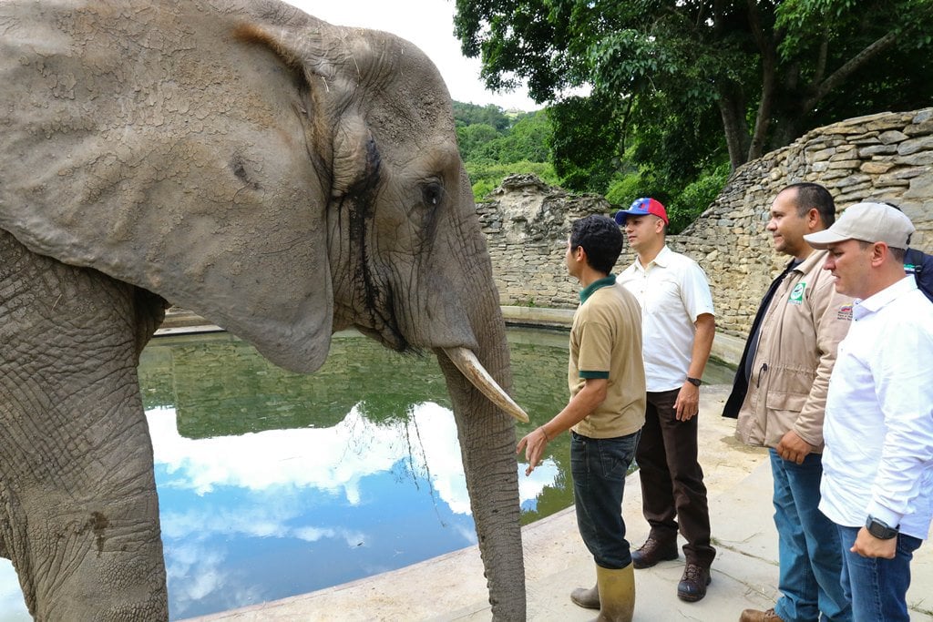 Falleció Ruperta, la elefante de 48 años que se encontraba en zoológico venezolano