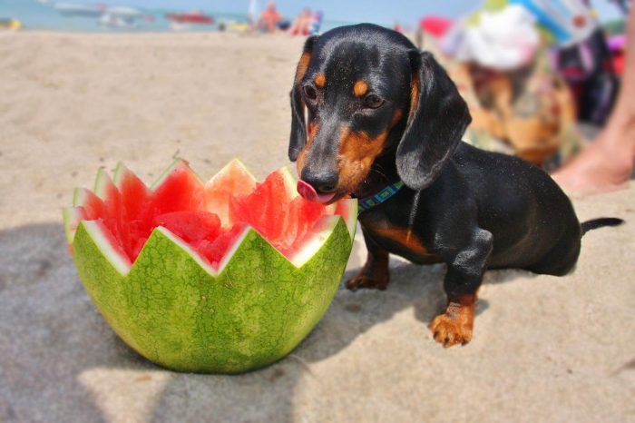 ¡Sabroso! Un perro se deleita comiendo un trozo de patilla (+Video)