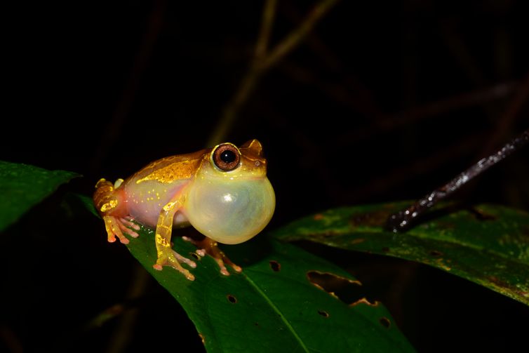 Sorprenden 12 nuevas especies de animales en la Amazonía