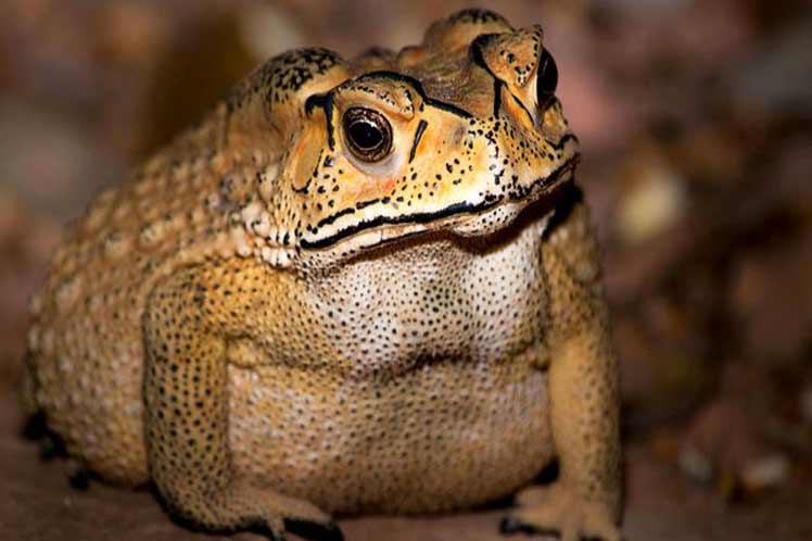 Sapo chino se ha convertido en un arma letal para otros animales en Madagascar