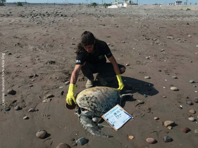 Inquietante aumento de tortugas decapitadas en Arica: podrían desaparecer en dos años