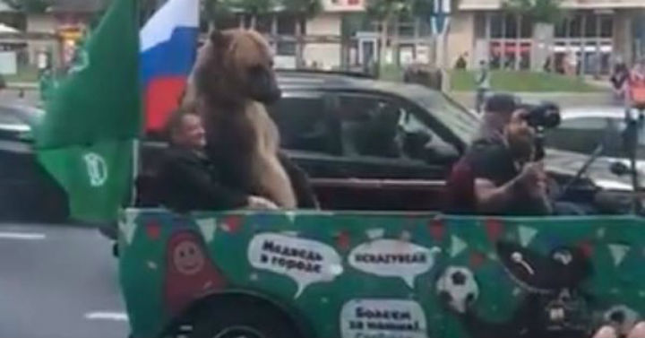 Un oso sorprende a los fanáticos en Moscú al tocar la trompeta (+video)