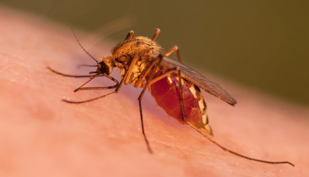 Costa Rica declara estado de alerta por nuevos casos de malaria