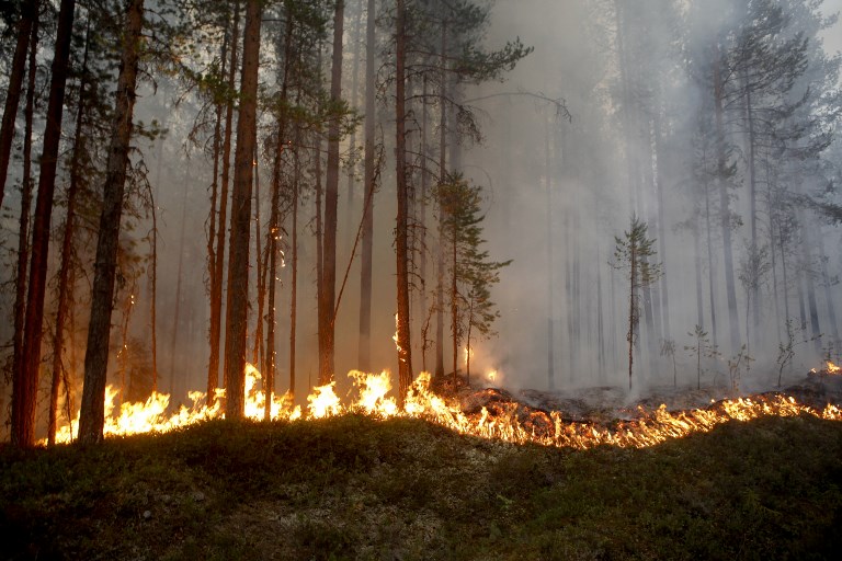 (+Video, fotos) Suecia es afectada por los incendios forestales más graves de su historia