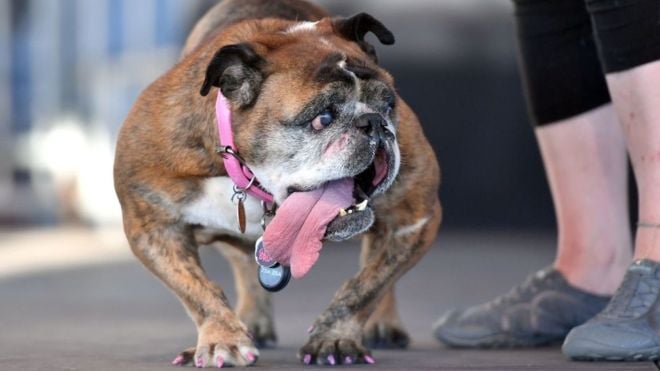 Muere Zsa Zsa, la bulldog elegida el perro más feo del mundo en 2018