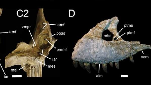 Hallan huesos de un megalosaurio en una playa de España