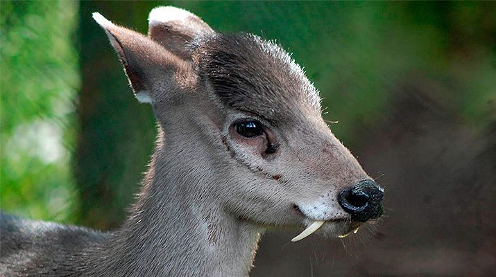 China desmantela red de contrabando de animales salvajes protegidos