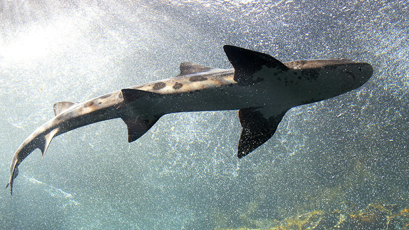 Tiburón nodriza arrastra a una mujer bajo el agua