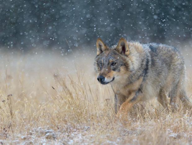 Lobos de Chernóbil podrían dispersar sus genes por toda Europa