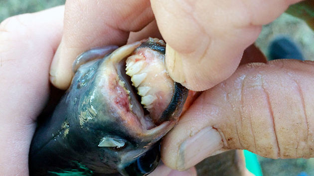 Niña captura un pez con dientes humanos en Oklahoma