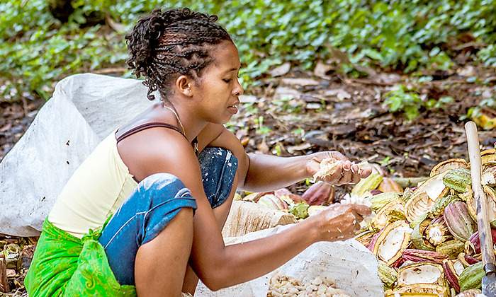 Ghana y Costa de Marfil crean la nueva «OPEP» del cacao