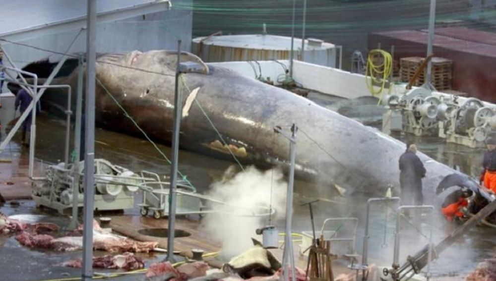 Matan a una ballena azul especie que está en peligro de extinción