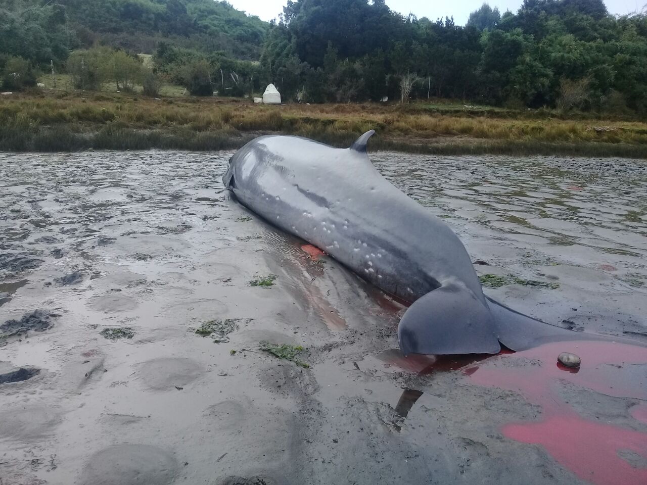 A través de «minga animal» logran devolver al mar a ballena varada en Chiloé
