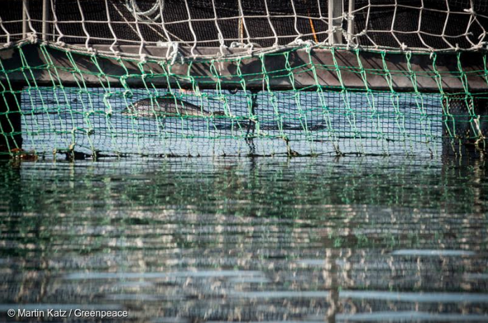 Desastre ambiental: 800 mil salmones con antibióticos se fugan en Puerto Montt