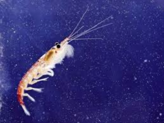 85% de la industria de krill se compromete a no pescar cerca de ecosistemas frágiles en la Antártida