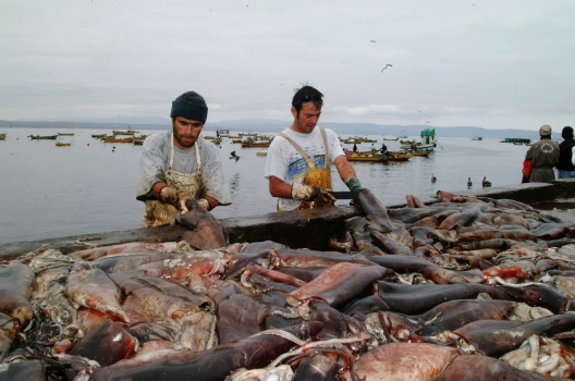 Pescadores artesanales del Biobío: “Si los industriales se quieren ir a Perú y Ecuador ¡que se vayan!”