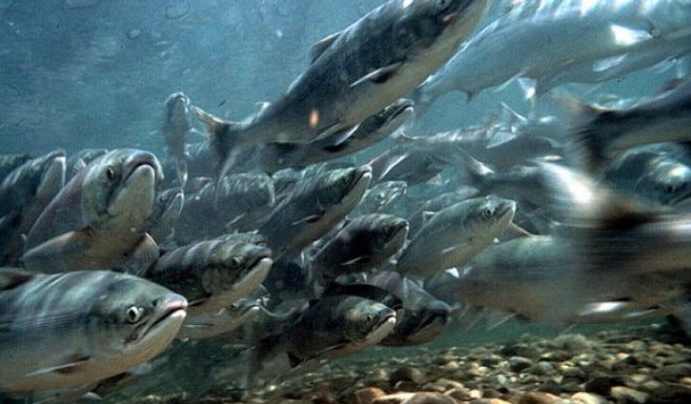 Pescadores artesanales del Biobío rechazan instalación de centro de cultivo de salmones