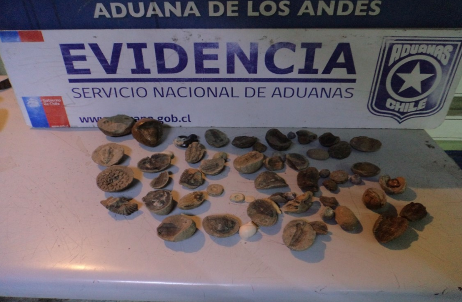 Chile devuelve a Bolivia más de 40 fósiles incautados en Los Libertadores