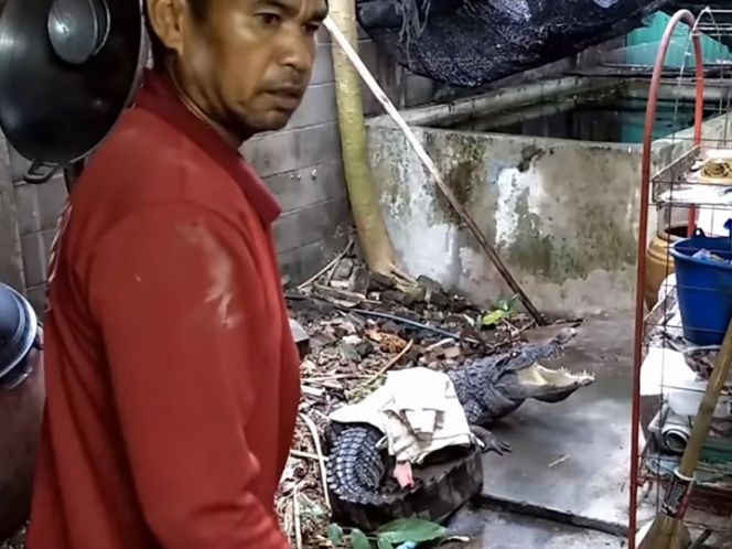 Rescatistas sacaron al cocodrilo que se metió a una vivienda en Tailandia (+VIDEO)