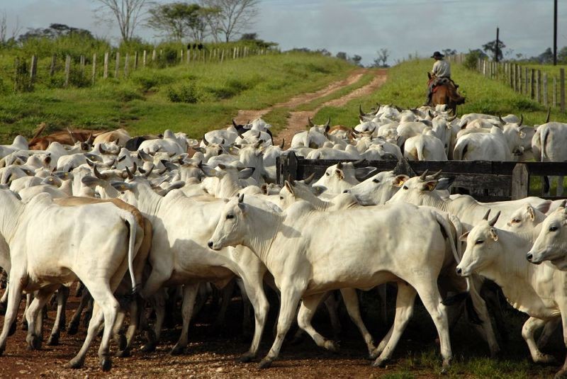 Paraguay: Ganadería crece tan rápido como la deforestación y la exclavitud