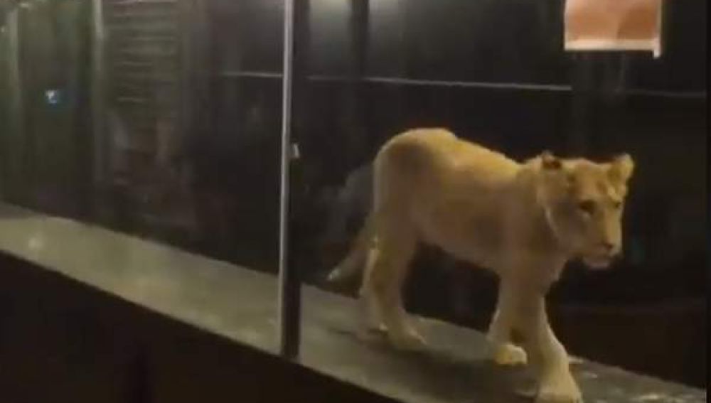 nician campaña para exigir liberación de leona encerrada en una vitrina