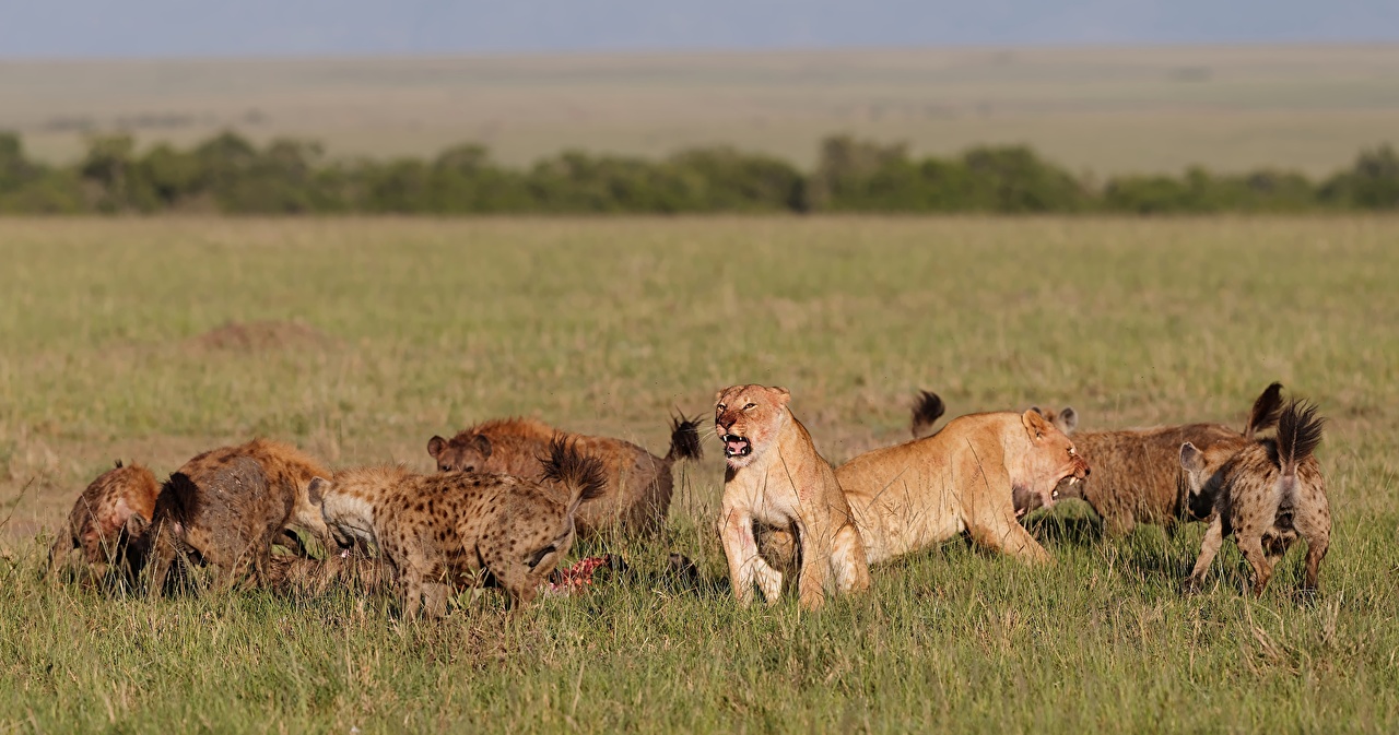 Leones, rinocerontes y leopardos pastaban y convivían en España