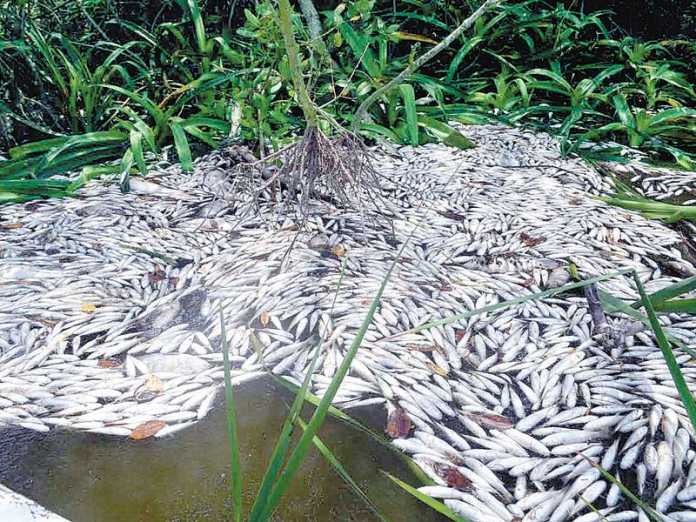 Flora y fauna en Veracruz peligra por el mal uso de recursos naturales