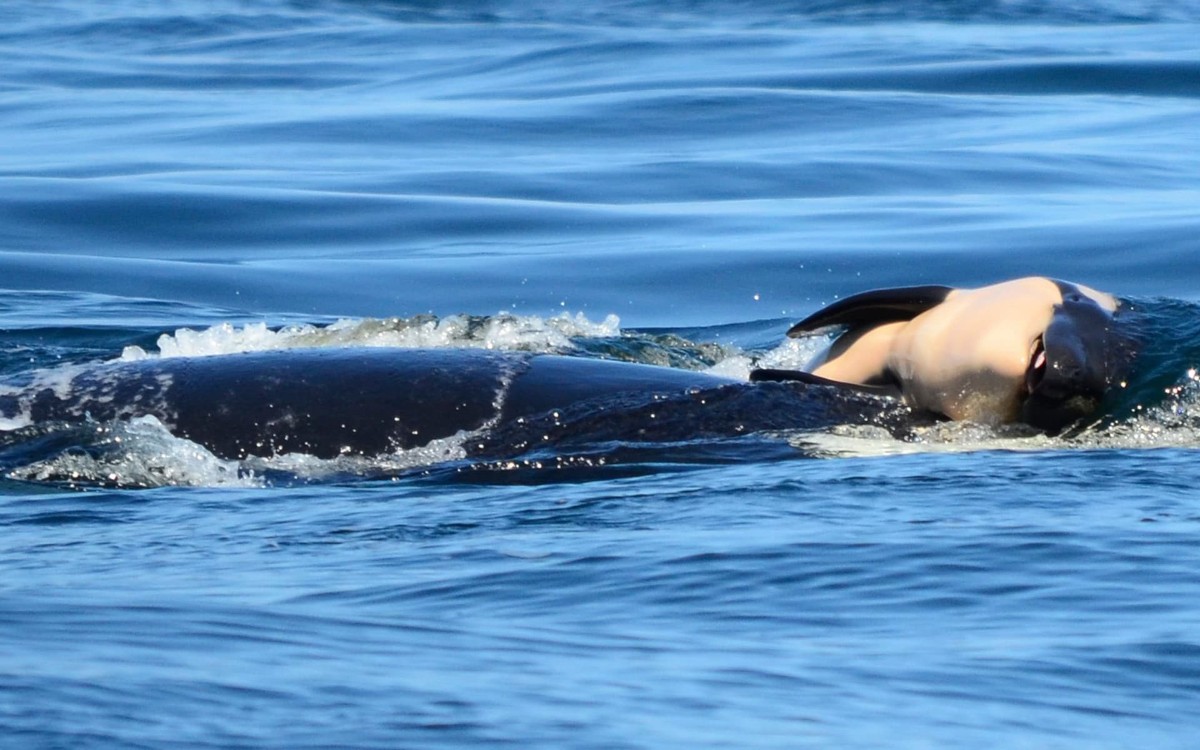 Orca arrastra por el océano a su cría muerta como señal de luto