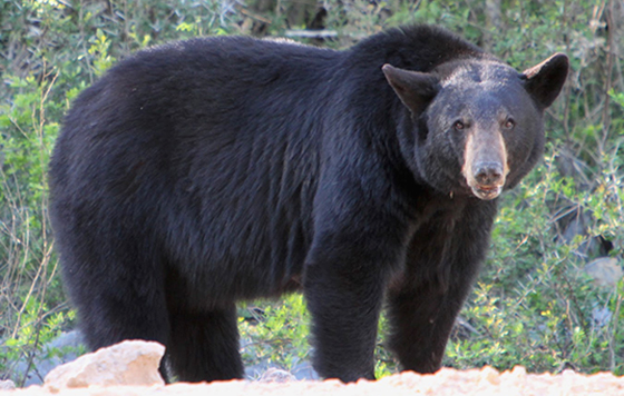 Casi pierde la vida por confundir a un oso con su perro (+VIDEO)