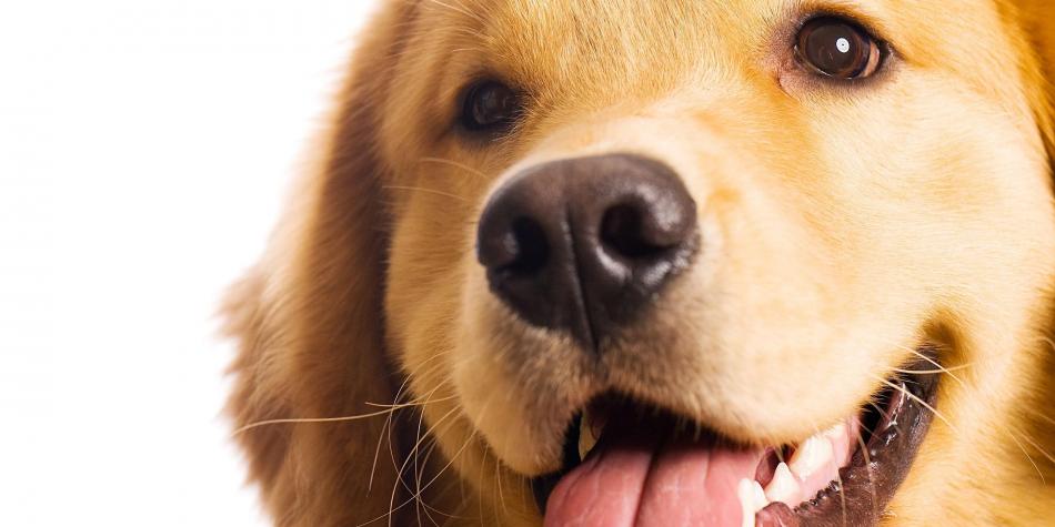 Perro temeroso pide ayuda a su dueño para subir escaleras eléctricas