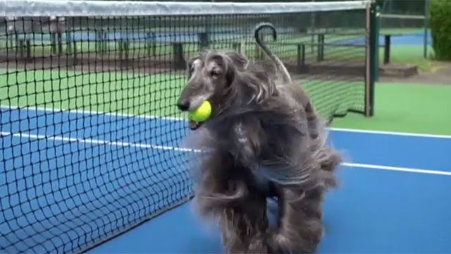 Torneo de Champions Tennis utilizará perros como recogepelotas