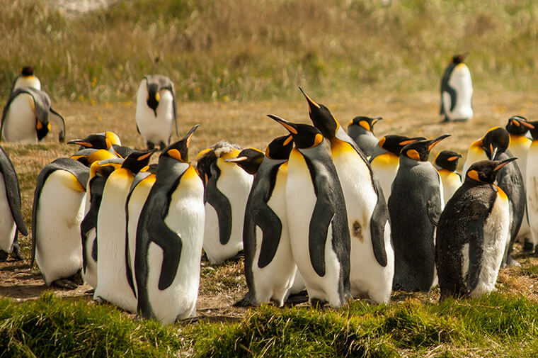 Cambio climático obligaría al pingüino rey a emigrar de Chile debido a la falta de alimento