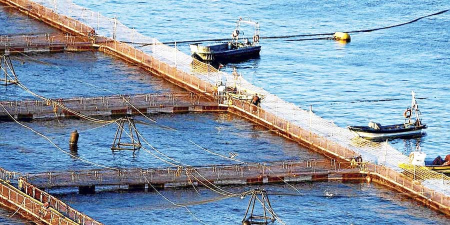 Fuga de salmones: Greenpeace recuerda drásticas sanciones contra industria en EEUU