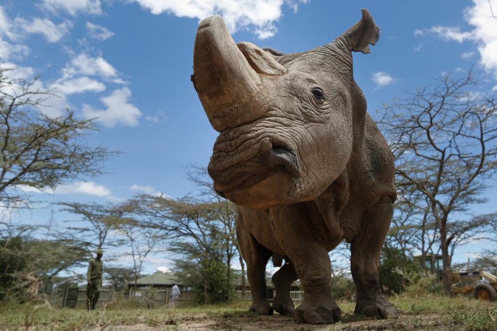 La reproducción asistida salvará al rinoceronte blanco de la extinción