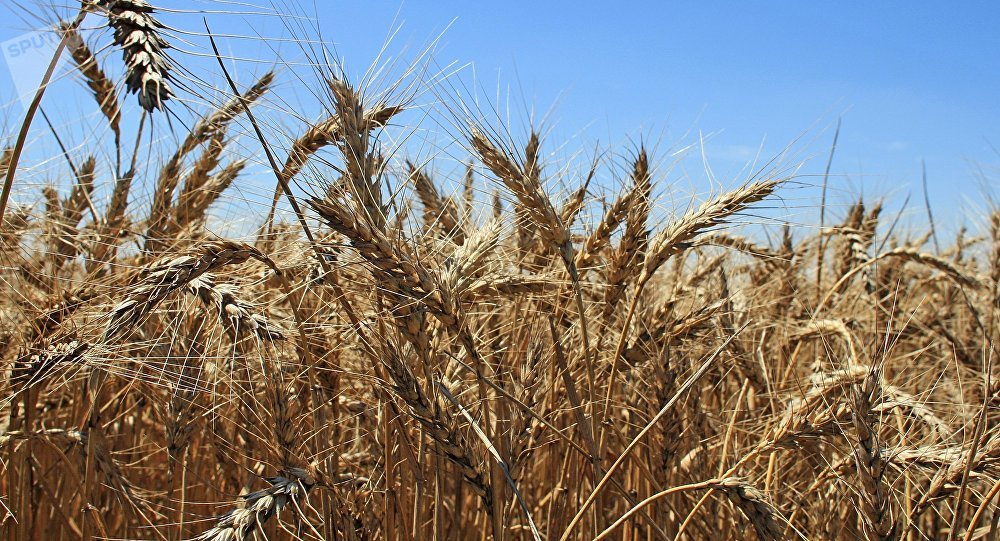 México cambió mercado de trigo estadounidense por el ruso