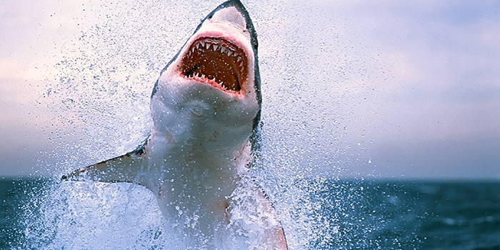 Tiburón blanco de tres metros sorprendió a pescadores canadienses (+VIDEO)